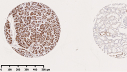 Two sample cross-sections side by side. One dark and one light in colour