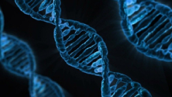 A close-up photograph of DNA, showing three blue double helix strands against a black background.