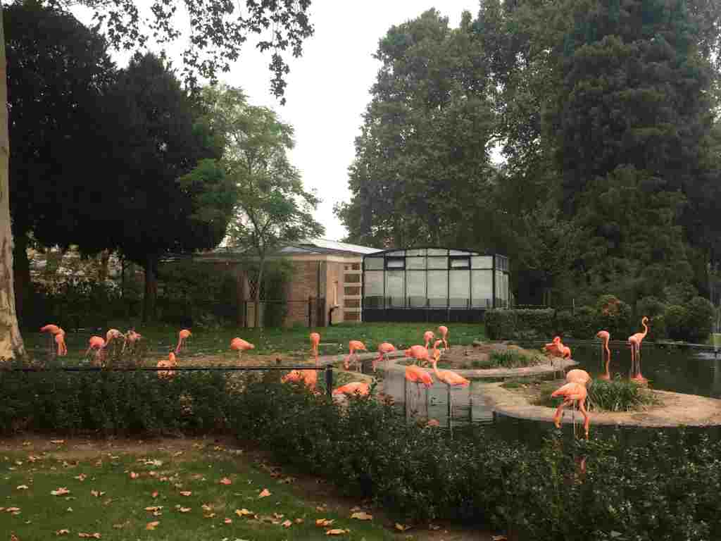 flamingo small Flaingos at the zoo