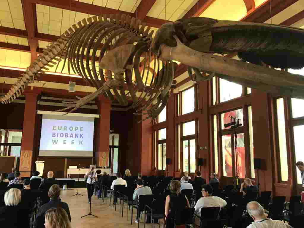 room small The Blue Whale room